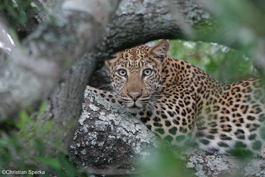 sperkaleopard