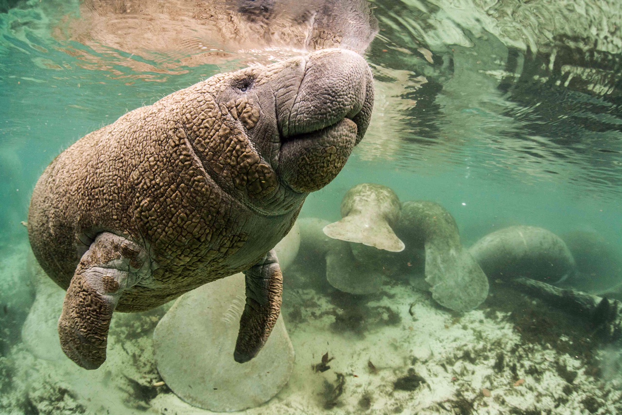 manatees